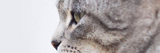 Dimon Dai banner