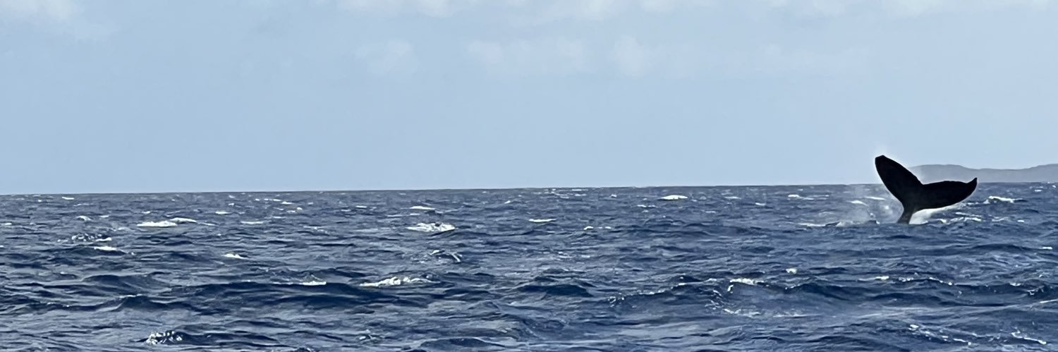 Katie Falloon banner