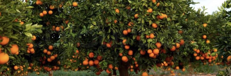 mohammed ali ali banner