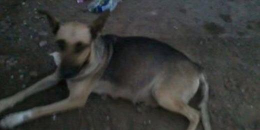 Adoptalos Chile banner