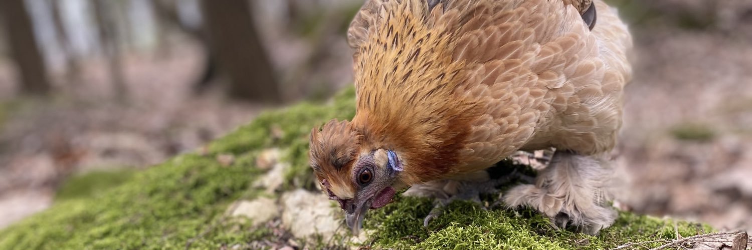 PumkinSyrup 🎃 | Comms OPEN‼️ banner