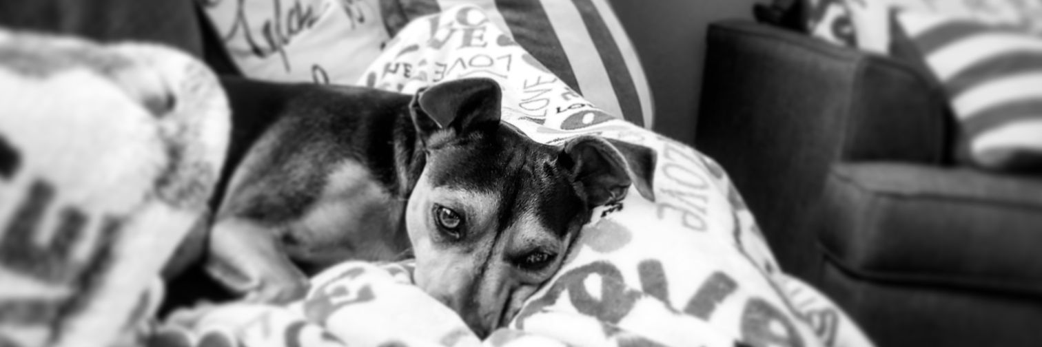 Limonee10's profile banner image