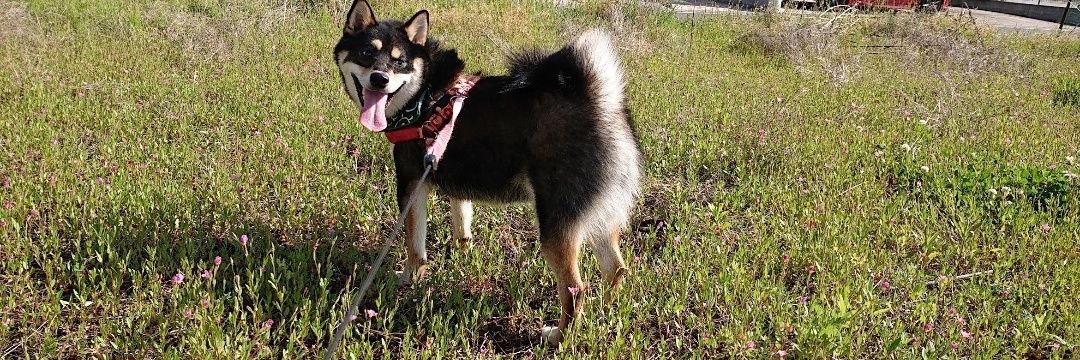 カンダタ・マダオ banner