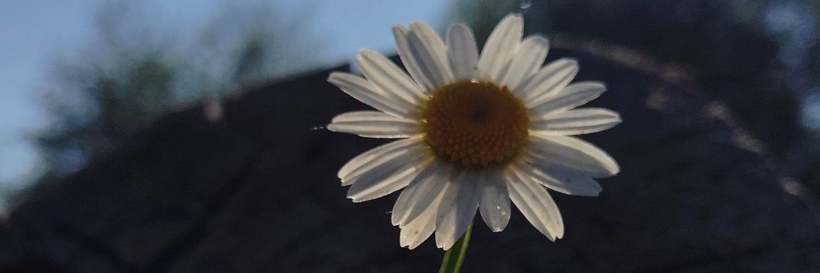 Unfalii's profile banner image