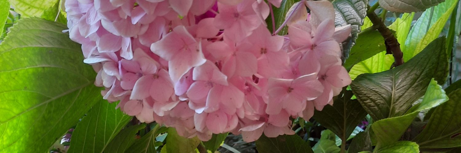 Marisa Viotti banner