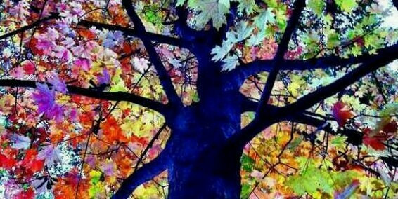 romaa87's profile banner image