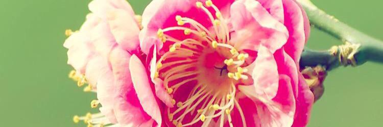 prissylovespink's profile banner image