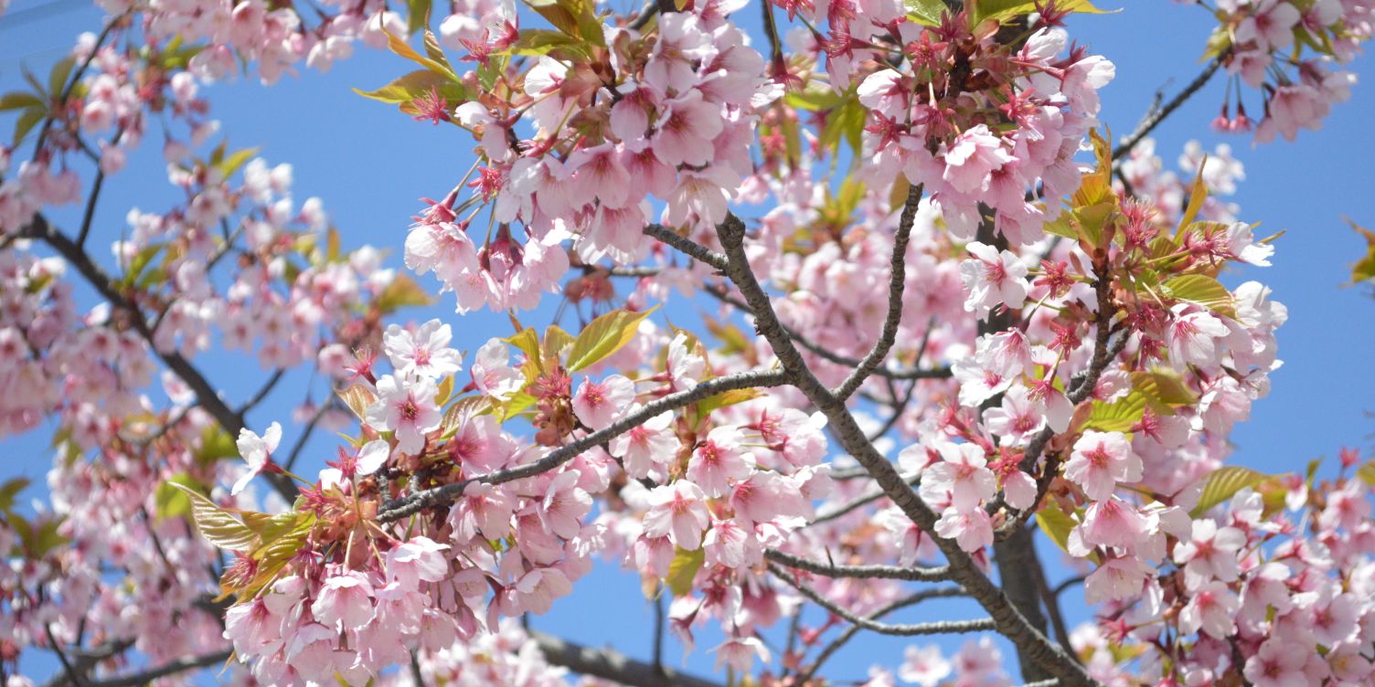 おもち banner