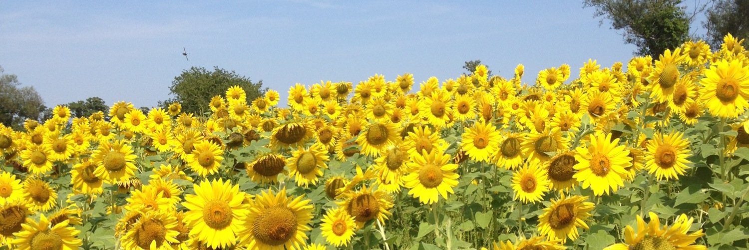 LisaHallMazz's profile banner image