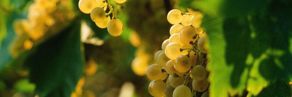 Tanorewine's profile banner image