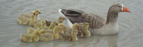 Ottaviani_Gatti Profile Banner