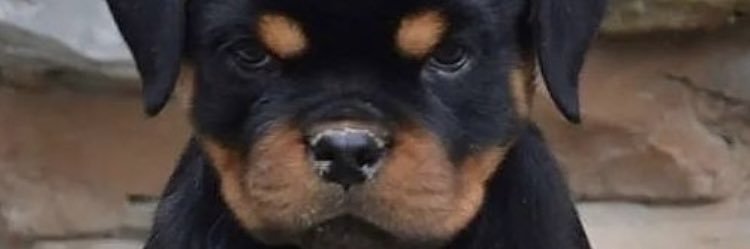 MissShalymar 🏝 banner