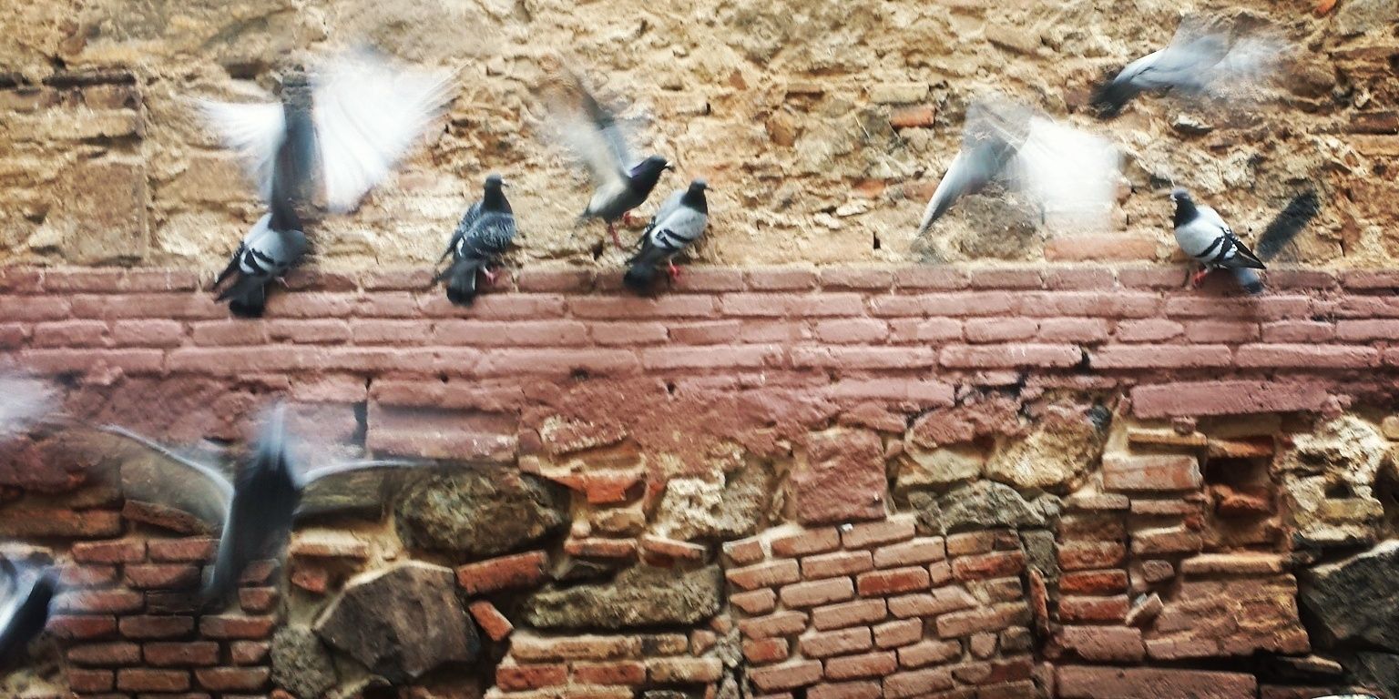 colauterrassa's profile banner image