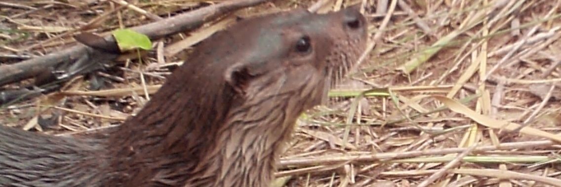 Pedro a.k.a. Mackenzie banner