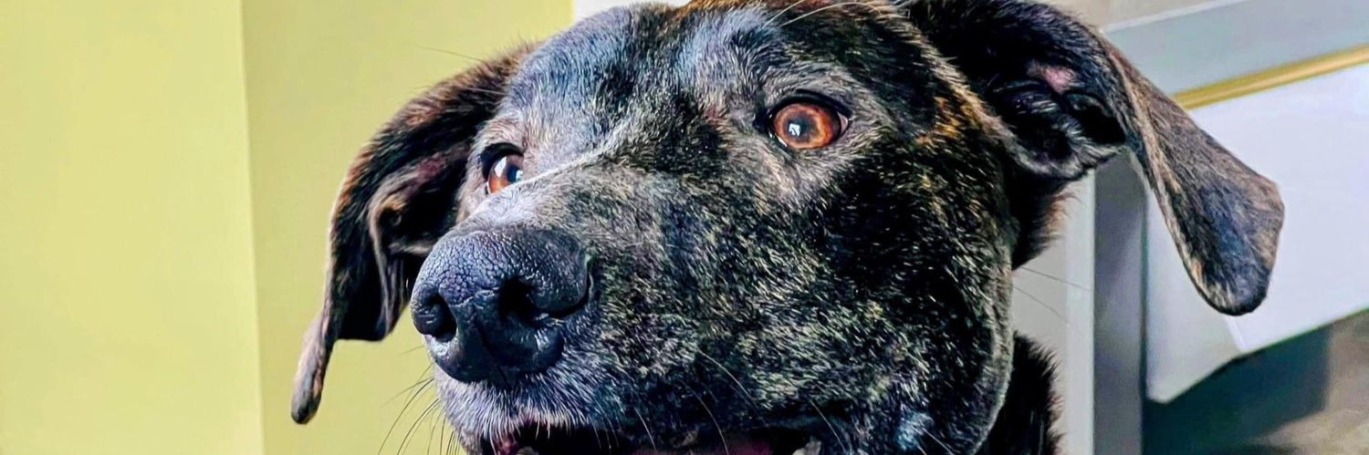 Milky🍃💚🍃 Save The Northern Meadows banner