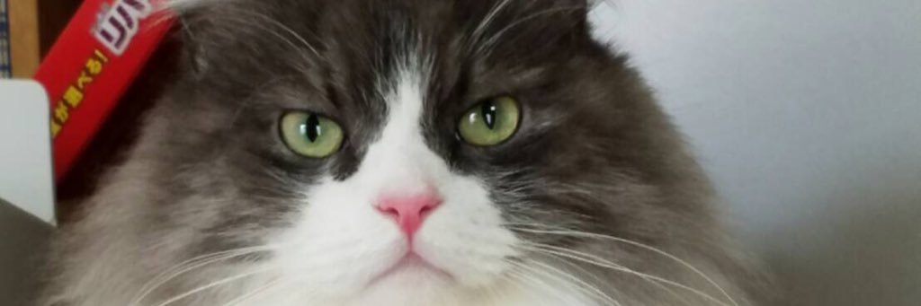 neko_coroni's profile banner image