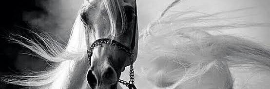 Abdullah 0 Ahmed banner