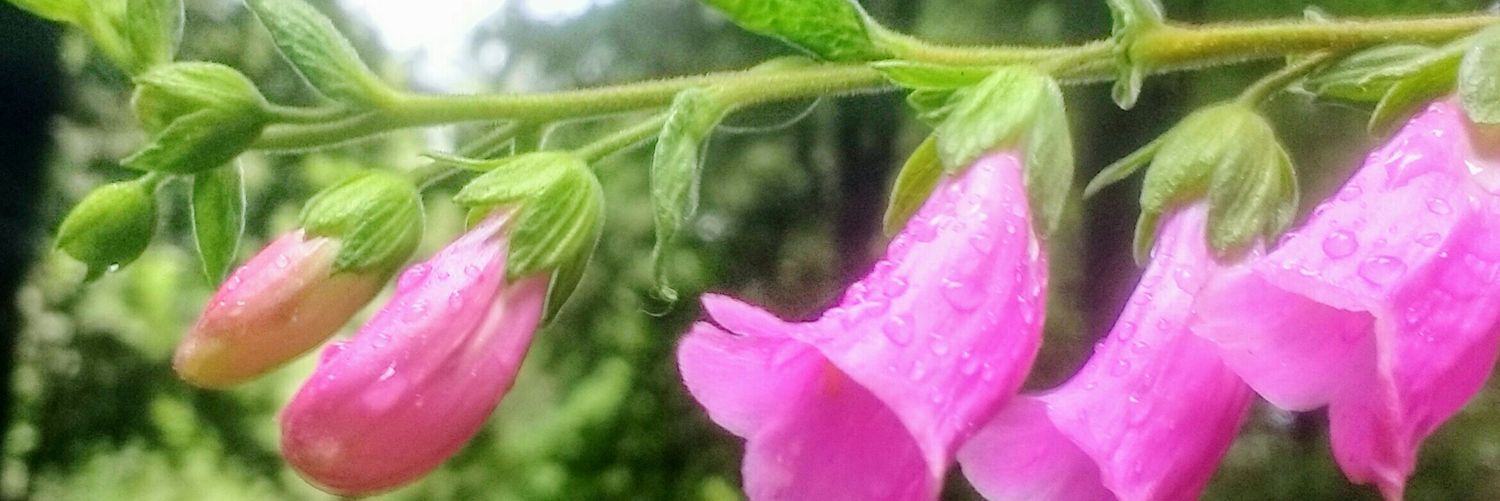 MagnoliaNegra's profile banner image