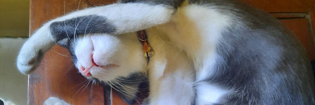 gab loves wishies banner