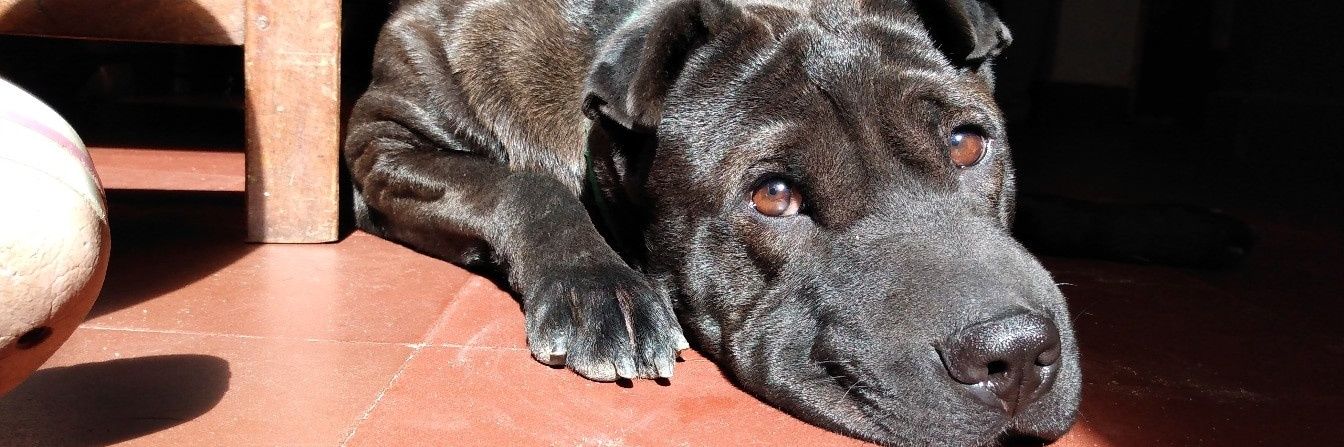 agosbgp's profile banner image
