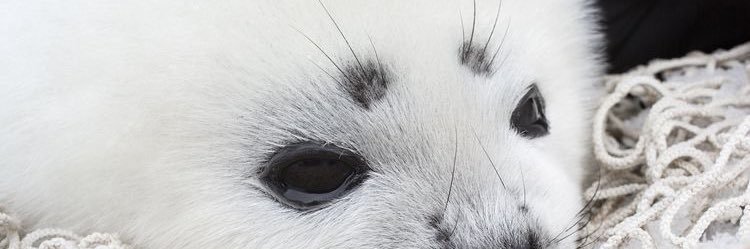 youmimi ⸙ lloymei brainrot banner