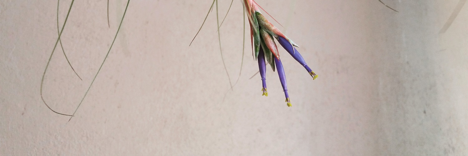 therina_dutoit's profile banner image