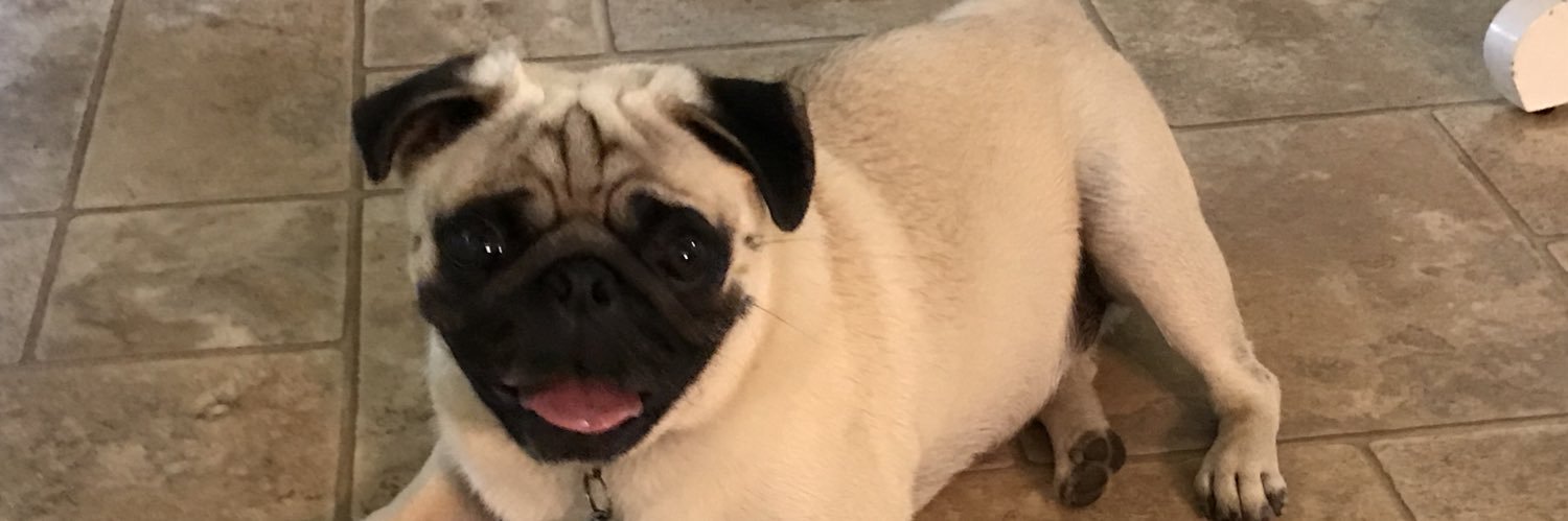 OneCrazyPug's profile banner image