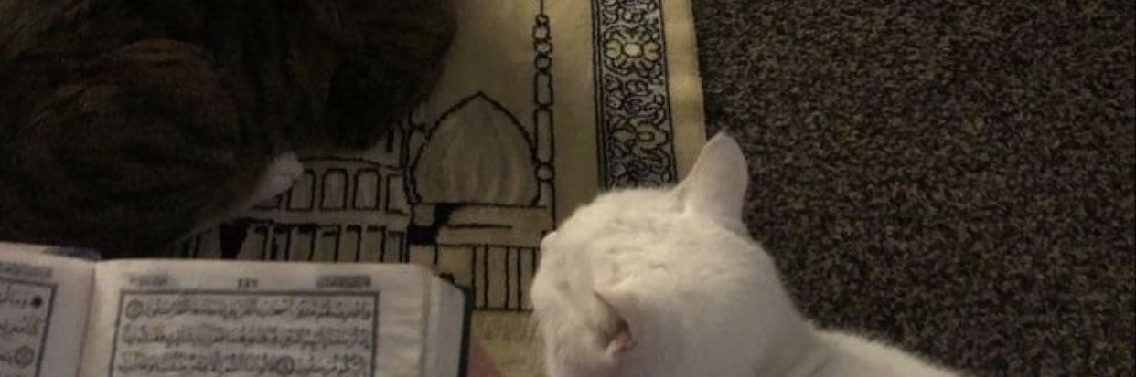 aya_darid's profile banner image