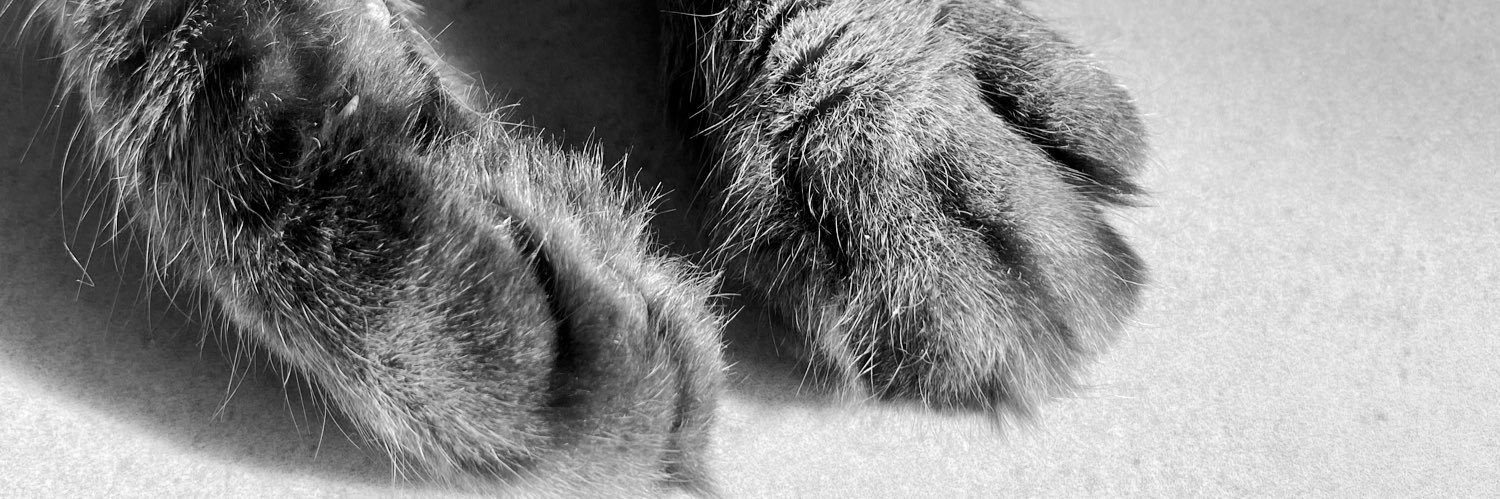 huttycat's profile banner image