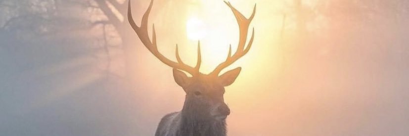 gisellemartell's profile banner image