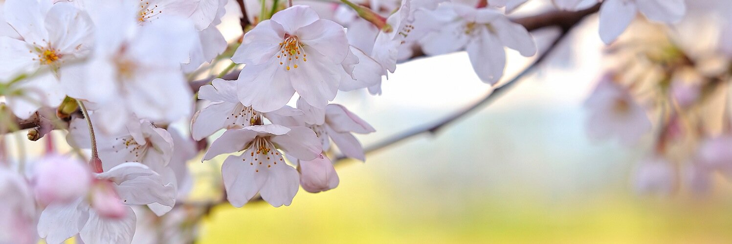 day_spring's profile banner image