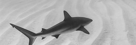 🦈's banner