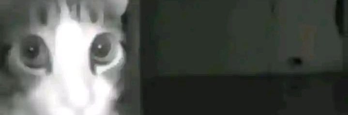 felizona banner