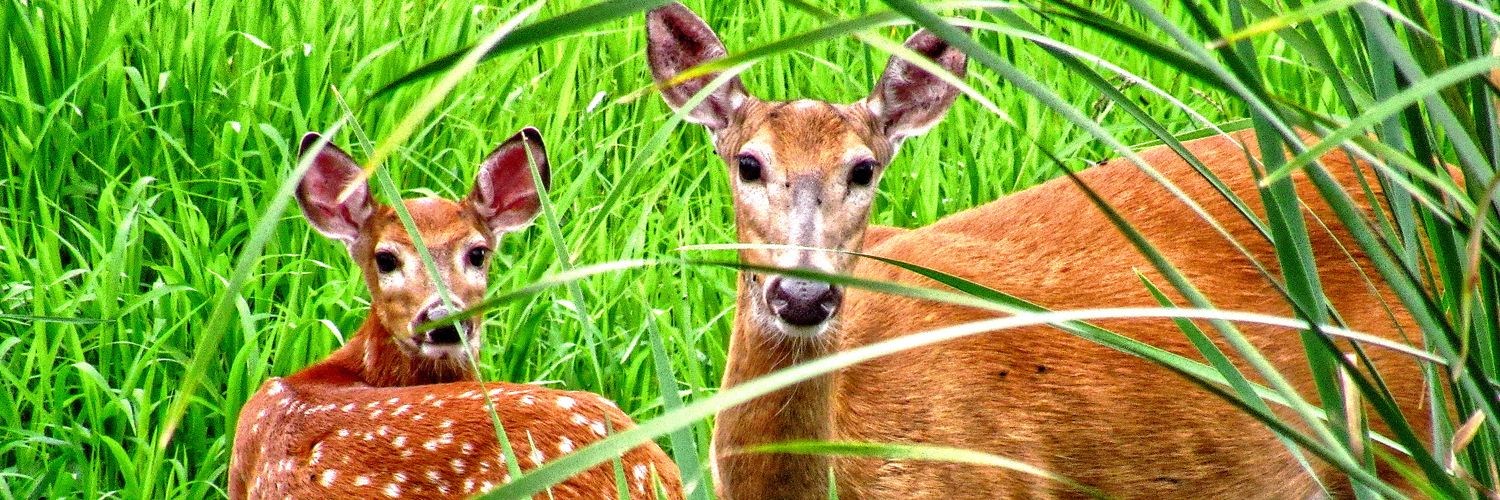 🦅🔞💥🈁 Eagle Rider 🈁💥🔞🦅 banner