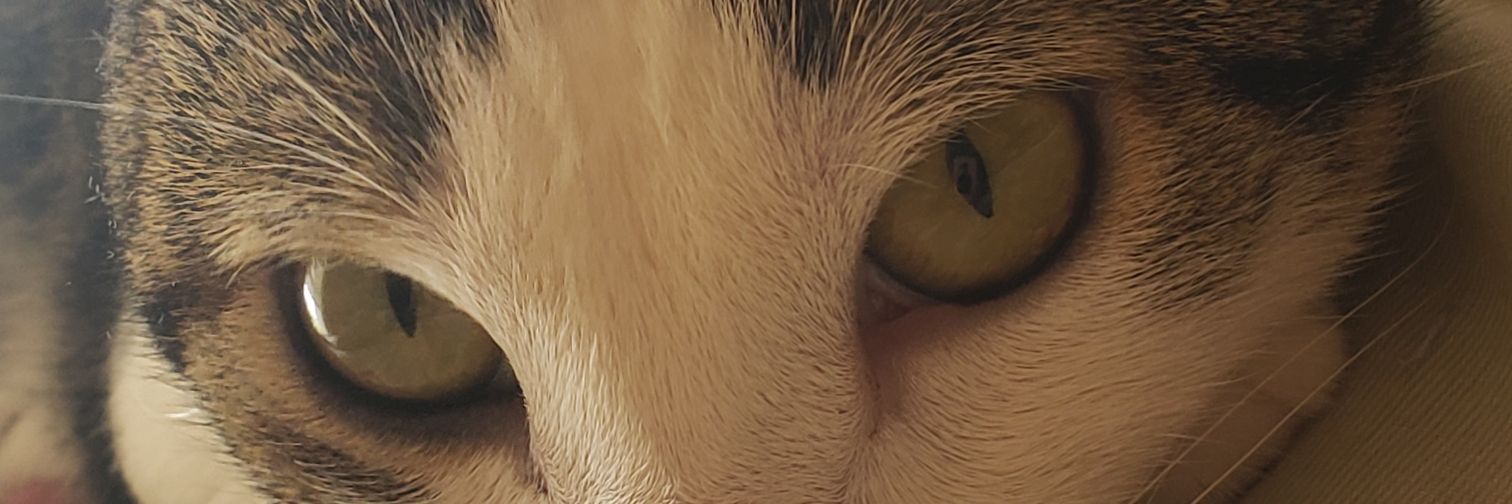 Pao4435's profile banner image