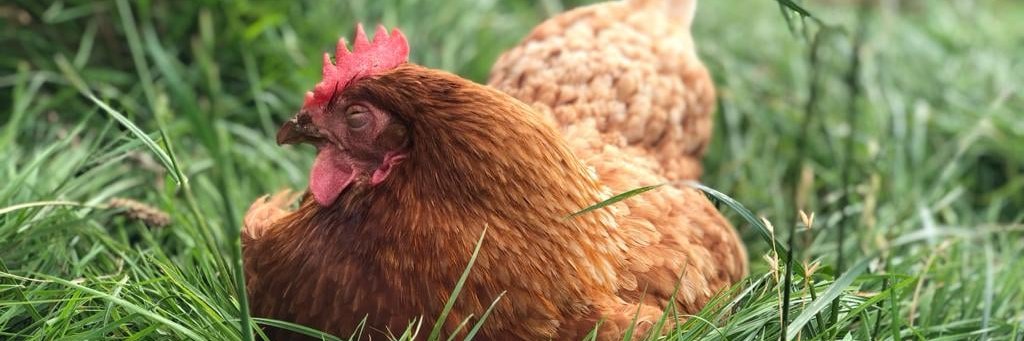 Dean Farm Trust 🤍 banner