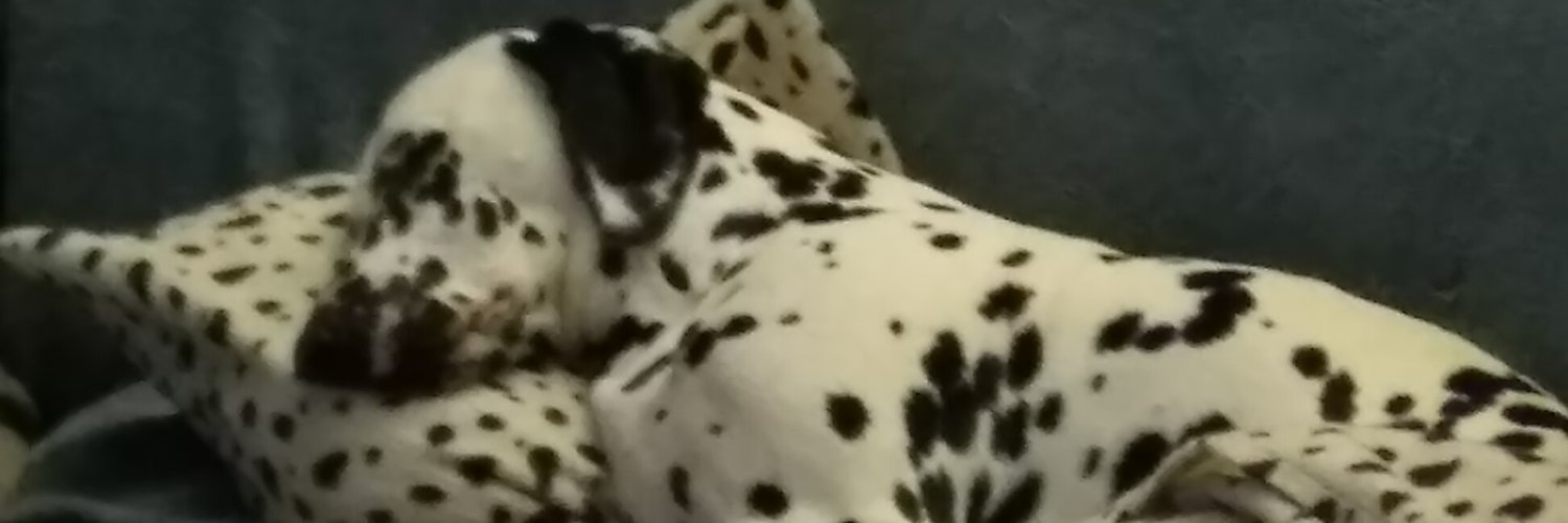 CellSation 🏴‍☠️🇧🇪 | Out. For. A. Walk. B*tch 🤙 banner