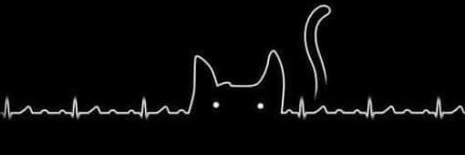JaqueFeline's profile banner image