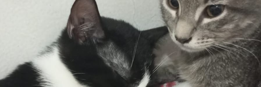 bnpm1's profile banner image