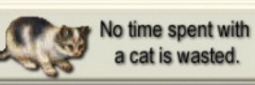 kat (meest echte lily fan) banner