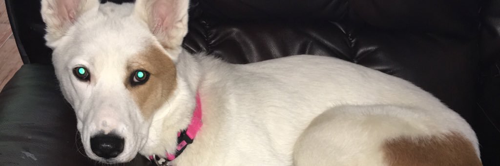 Legitsock's profile banner image