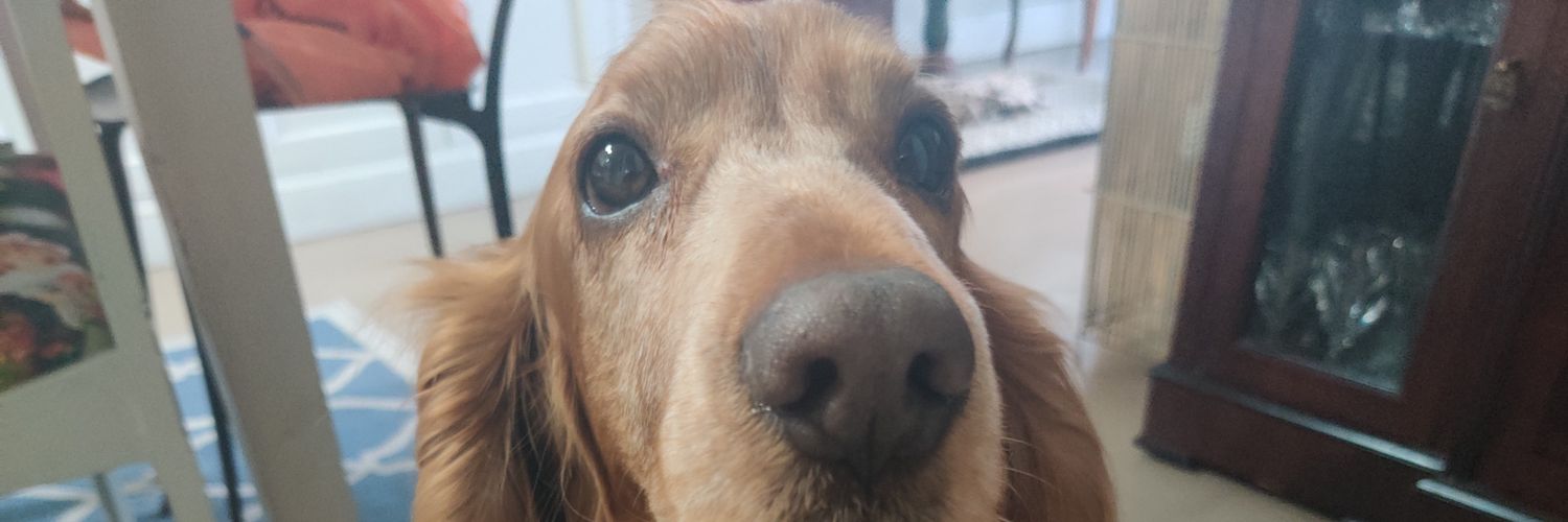 PetreOp's profile banner image