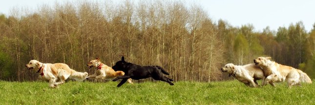 With_the_dog's profile banner image