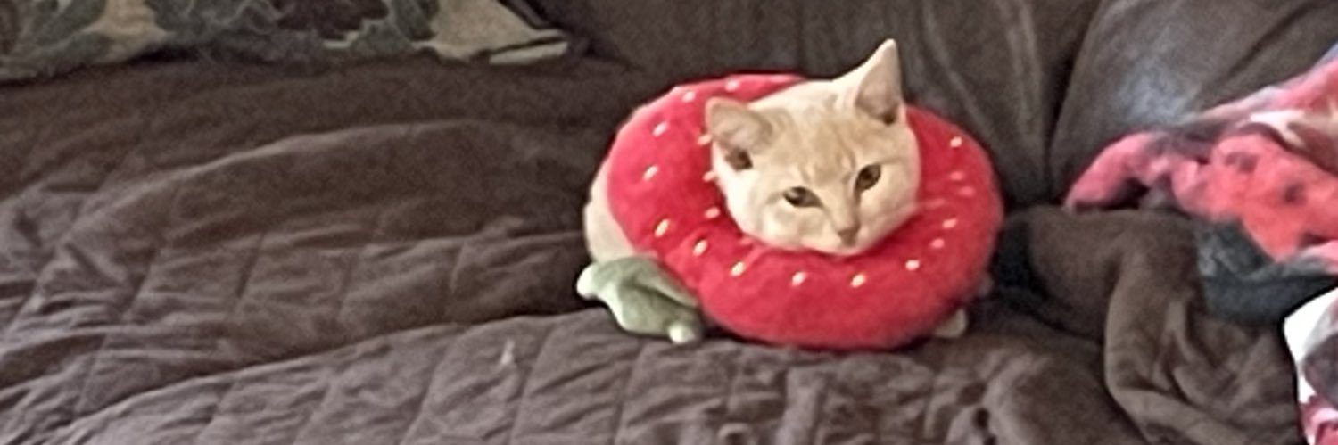 Perpetually Stressed Birb 𓅪 banner