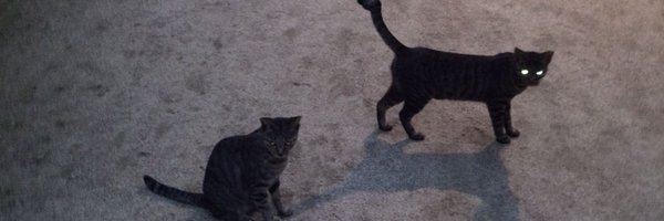 buankoku16 Profile Banner