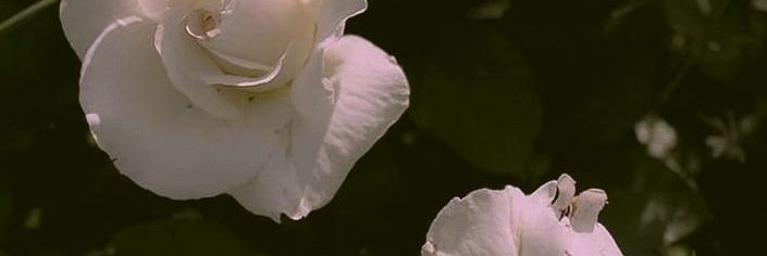 ahjeon321's profile banner image