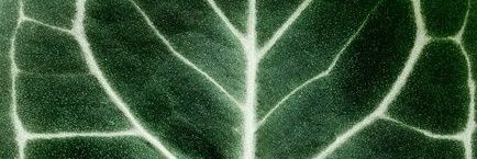 carnedecajuu's profile banner image