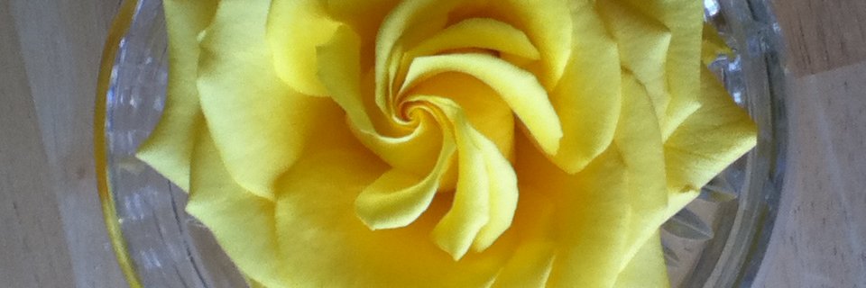 AmyUsstiers's profile banner image