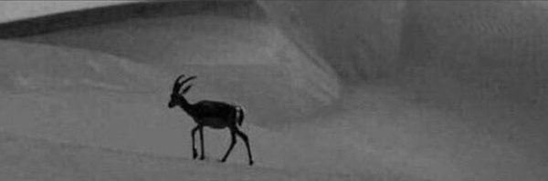 Hajer🦌 banner