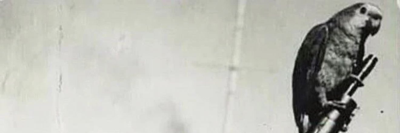 Papagaio_atento banner
